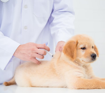 Dog Vaccinations in Cream Ridge