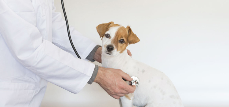 animal hospital nutritional counseling in Hackensack