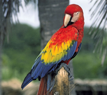 Bird Vet in Englewood Cliffs