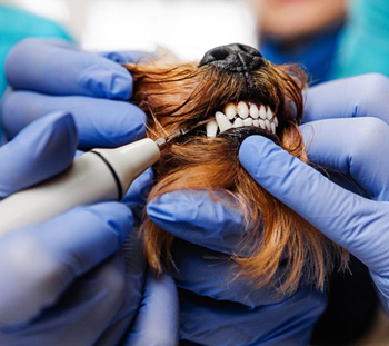 Picatinny Arsenal Dog Dentist