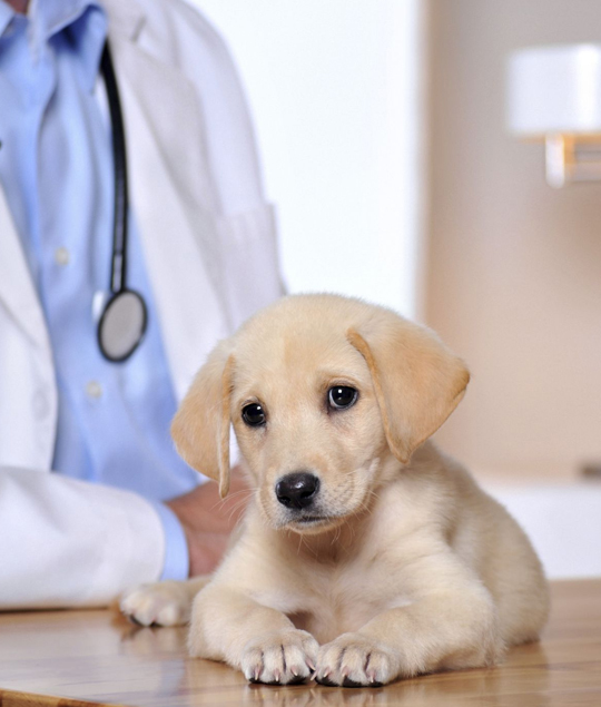 best Madison veterinarian clinic