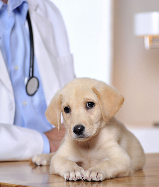 best Norwood veterinarian clinic