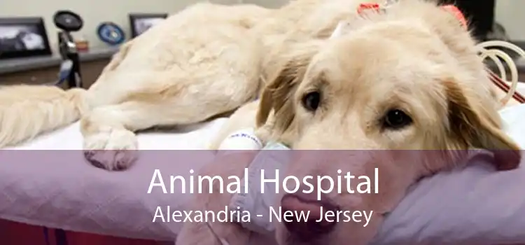 Animal Hospital Alexandria - New Jersey
