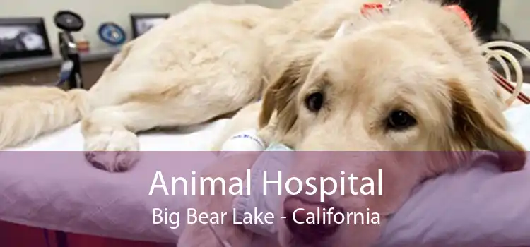 Animal Hospital Big Bear Lake - California