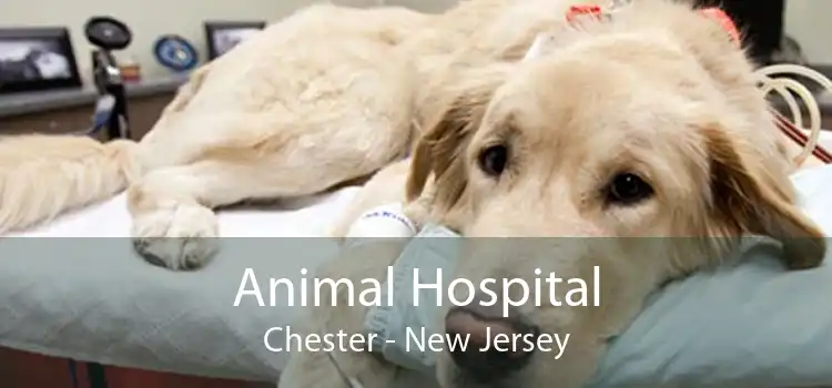 Animal Hospital Chester - New Jersey