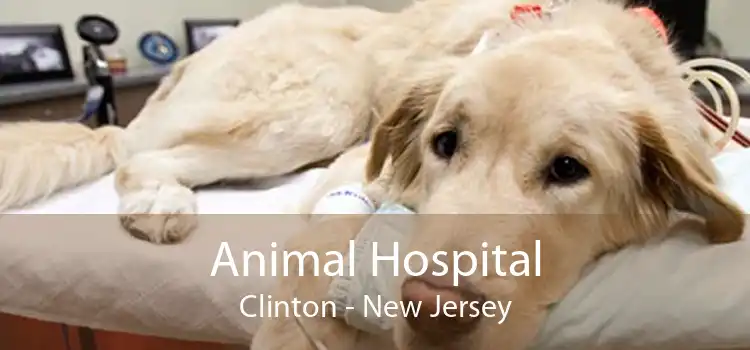 Animal Hospital Clinton - New Jersey