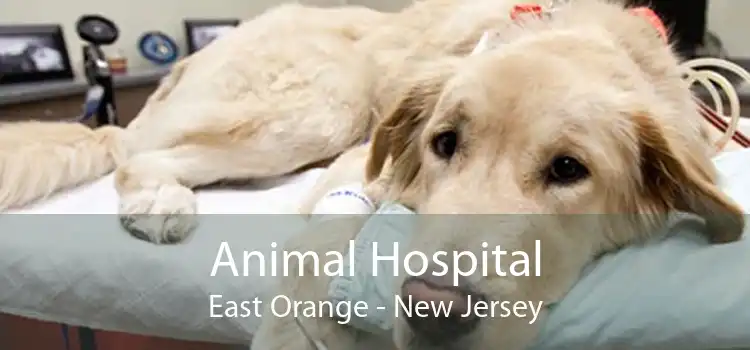 Animal Hospital East Orange - New Jersey