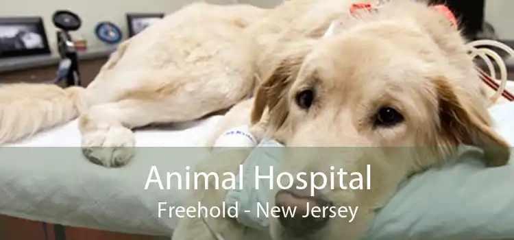 Animal Hospital Freehold - New Jersey
