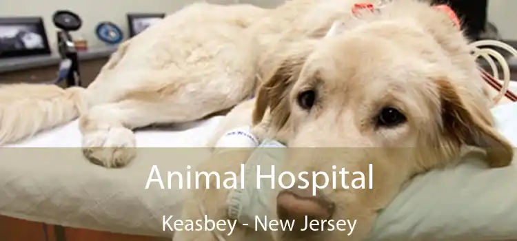 Animal Hospital Keasbey - New Jersey