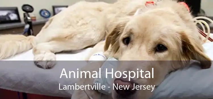 Animal Hospital Lambertville - New Jersey
