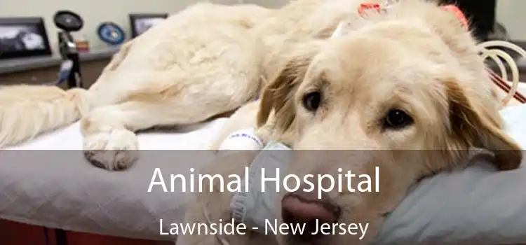 Animal Hospital Lawnside - New Jersey