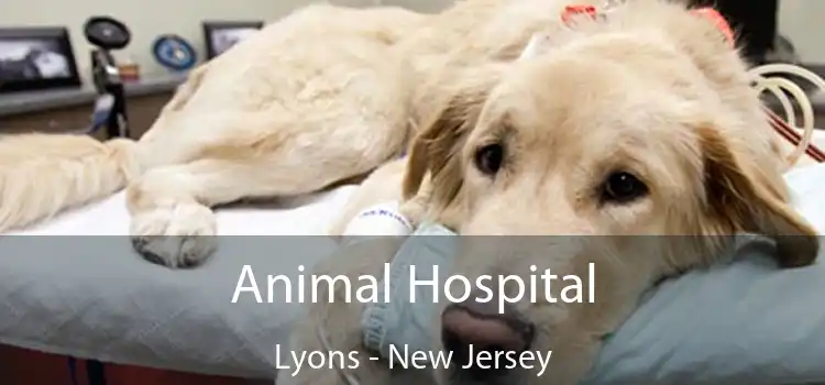 Animal Hospital Lyons - New Jersey