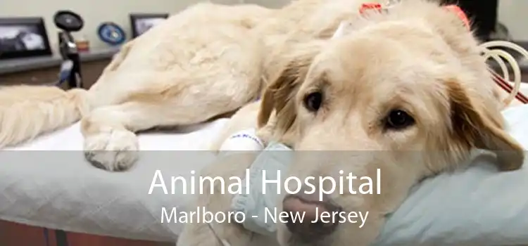 Animal Hospital Marlboro - New Jersey