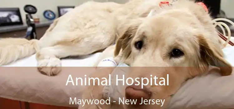 Animal Hospital Maywood - New Jersey