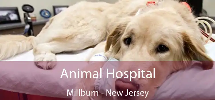 Animal Hospital Millburn - New Jersey