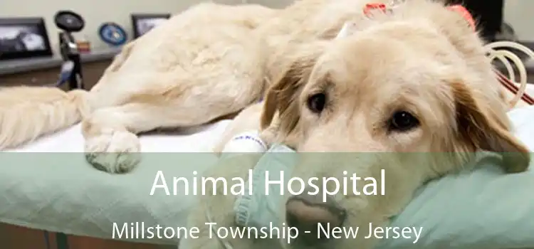 Animal Hospital Millstone Township - New Jersey