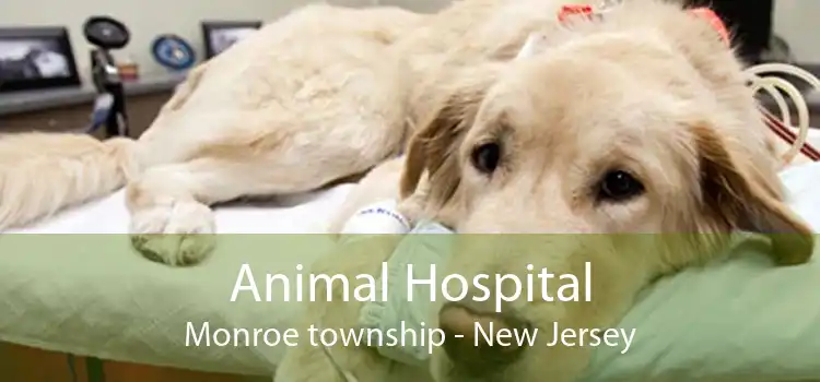 Animal Hospital Monroe township - New Jersey