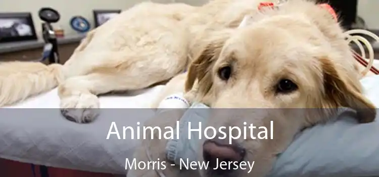 Animal Hospital Morris - New Jersey