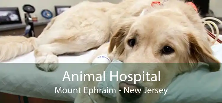 Animal Hospital Mount Ephraim - New Jersey