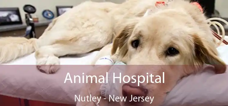 Animal Hospital Nutley - New Jersey