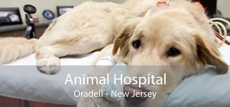 Animal Hospital Oradell - New Jersey