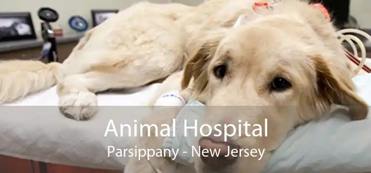 Animal Hospital Parsippany - New Jersey