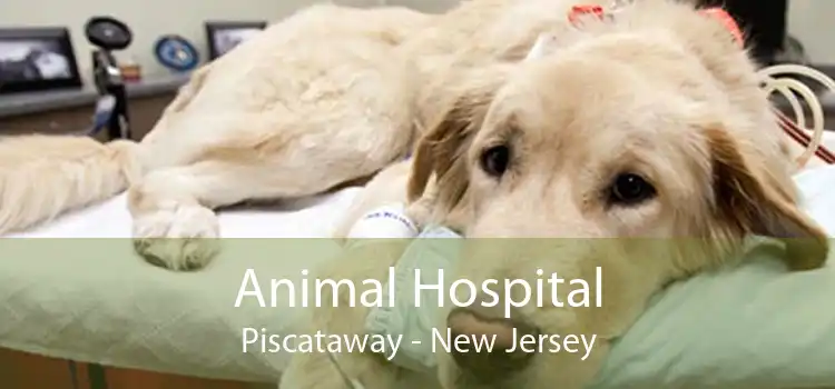 Animal Hospital Piscataway - New Jersey