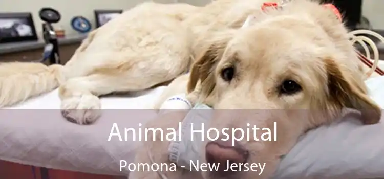 Animal Hospital Pomona - New Jersey
