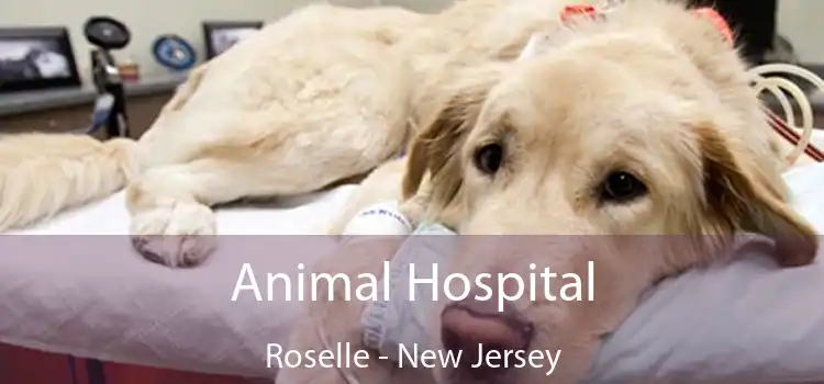 Animal Hospital Roselle - New Jersey