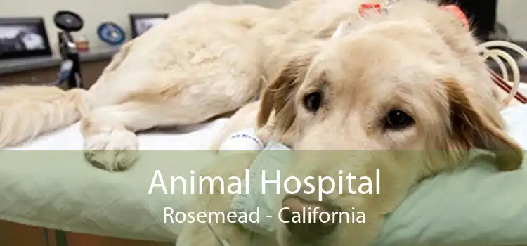 Animal Hospital Rosemead - California