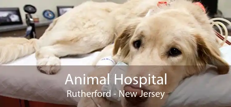 Animal Hospital Rutherford - New Jersey