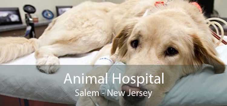 Animal Hospital Salem - New Jersey