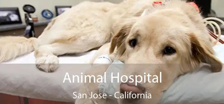 Animal Hospital San Jose - California