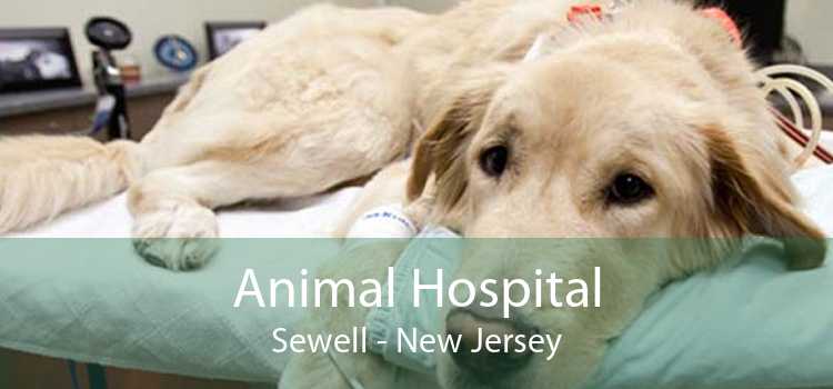 Animal Hospital Sewell - New Jersey