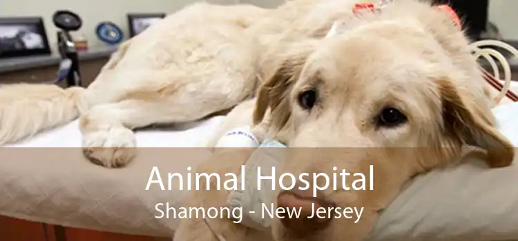 Animal Hospital Shamong - New Jersey
