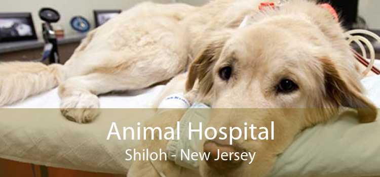 Animal Hospital Shiloh - New Jersey