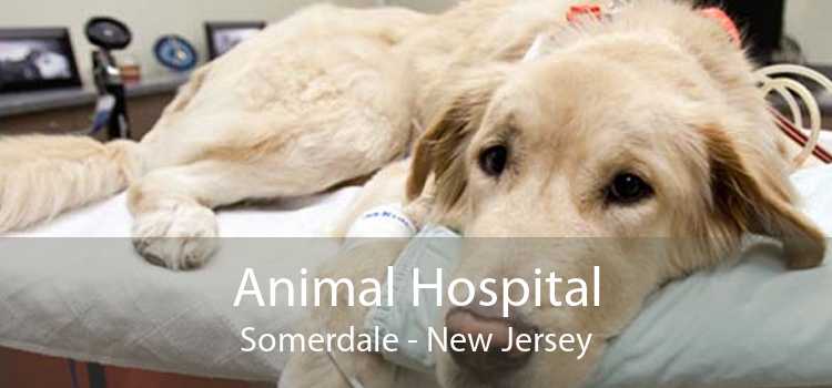 Animal Hospital Somerdale - New Jersey