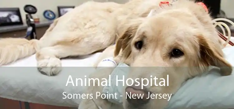 Animal Hospital Somers Point - New Jersey