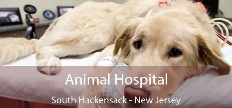 Animal Hospital South Hackensack - New Jersey