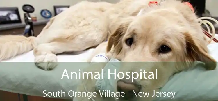 Animal Hospital South Orange Village - New Jersey