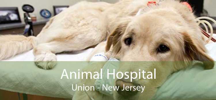 Animal Hospital Union - New Jersey