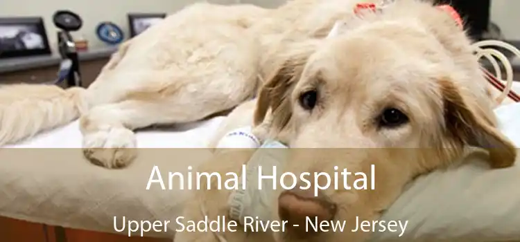 Animal Hospital Upper Saddle River - New Jersey