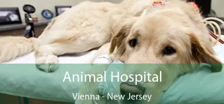 Animal Hospital Vienna - New Jersey