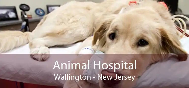 Animal Hospital Wallington - New Jersey