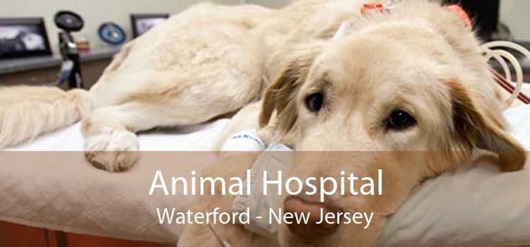 Animal Hospital Waterford - New Jersey