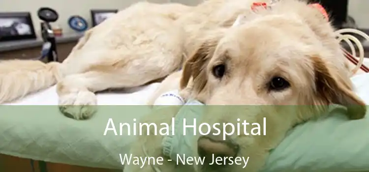 Animal Hospital Wayne - New Jersey