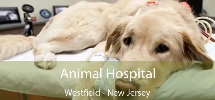 Animal Hospital Westfield - New Jersey