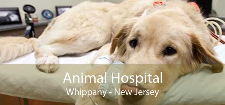 Animal Hospital Whippany - New Jersey