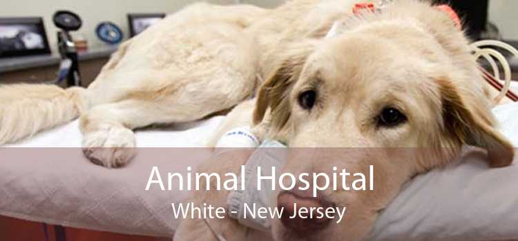 Animal Hospital White - New Jersey