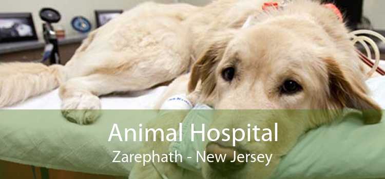 Animal Hospital Zarephath - New Jersey